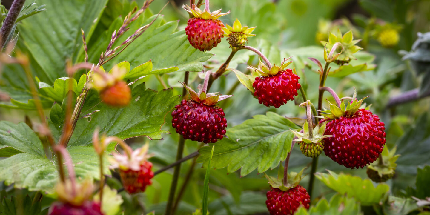 Grow Pineberries in Your Garden