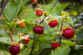 Grow Pineberries in Your Garden