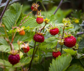 Grow Pineberries in Your Garden